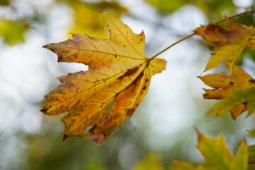 Autumn maple tree with big dry brown leaves in sunny forest