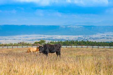 青空の高原の原野に放牧された牛