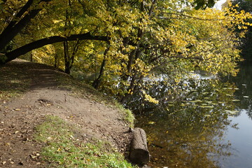 a tree bends to the water in an autumn park