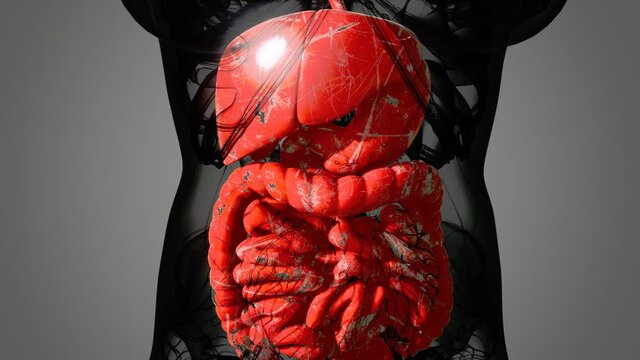 detailed human digestive system anatomy