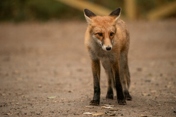 Red Fox near the fence on the territory of the reserve.