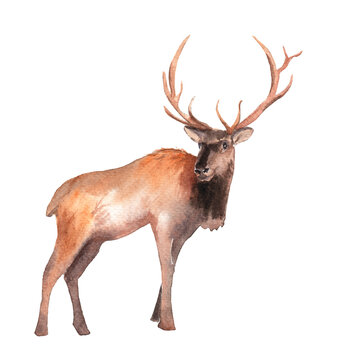 watercolor drawing of forest animal - elk, deer
