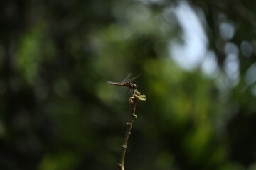 Dragonfly