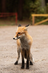 Red Fox near the fence on the territory of the reserve.