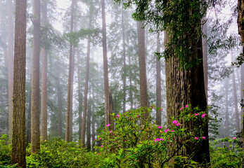 Fog in the Forest.  Pretty pink rhododendrons and California Redwoods