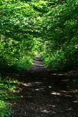 Obraz premium Sharsted Wood, Doddington near Sittingbourne in Kent, England