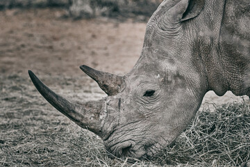 Grey rhinoceros in Namibia, close up
