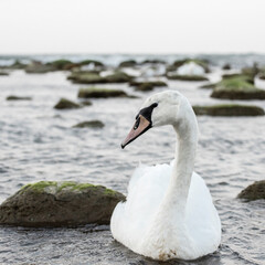 Fototapeta premium Portrait of a white Swan on the Baltic sea. Natural background.