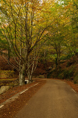 View of mountain road. Asphalt roads, during autumn season.