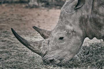 Grey rhinoceros in Namibia, close up © Pierre vincent