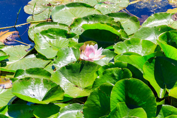 Pink lotus flowers (Nelumbo nucifera) in a pond