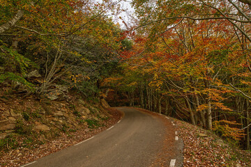 Obraz premium View of mountain road. Asphalt roads, during autumn season.