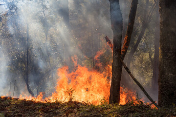 Incêndio florestal com labaredas de fogo
