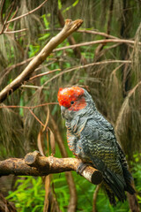 Close-up picture of a male grey gang-gang cockatoo (Callocephalon fimbriatum) with bright red head and crest in the wild in Australia