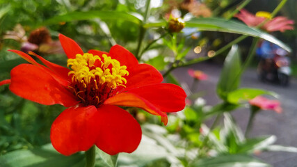 Red hibiscus flower in Bogor Raya housing