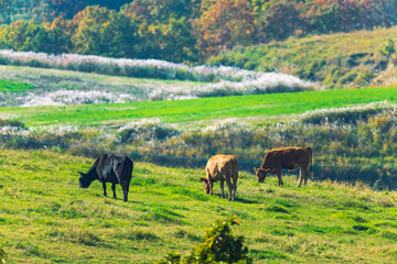 Fototapeta na wymiar 高原の原野に放牧された牛