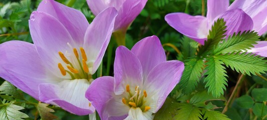 Lilac crocuses close-up. Delicate purple flowers. High quality panoramic photography.