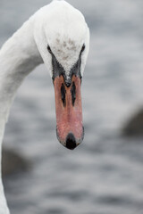Portrait of a white Swan on the Baltic sea. Natural background.