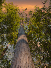 High Dynamic Range vertical photo of a sunset looking up 2