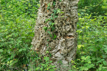 Korkeichen auf der Insel Korsika