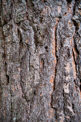 Fototapeta premium bark of a tree