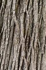 bark of a tree