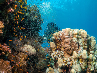 Naklejka na ściany i meble A Red Sea coral reef teeming with marine life. A female scuba diver and blue water in the background. Picture from a reef outside Hurghada, Egypt