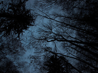trees in the dark