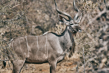 Beautiful animal in Namibia