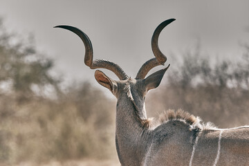 Beautiful animal in Namibia