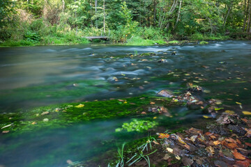 Obraz premium Green moss, green foliage on the river. River flow in the forest. 