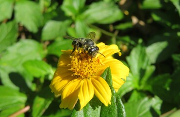 Tropical bee on yellow flower in Florida nature, closeup