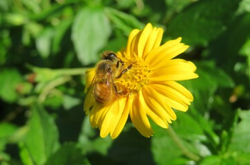 Bee on yellow sphagneticola flower in Florida nature, closeup