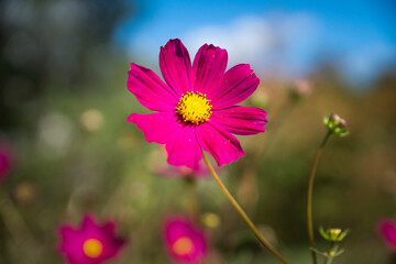 Obraz premium Various bright and beautiful flowers blooming in gardens and parks.