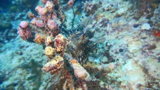 lionfish on the reef in maldives