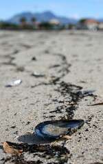Seashell