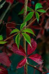 Last green leaves in autumn