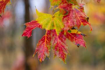 Naklejka na ściany i meble Autumn multicolored maple leaves on a cloudy day.