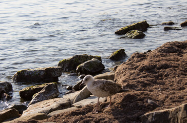 A Seagull walks along the shore along the sea