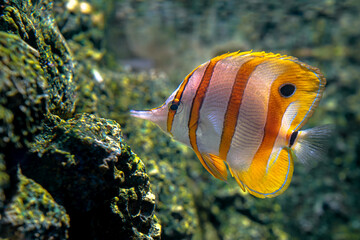 Yellow Butterfly fish that swim along the coral reef under the sea.