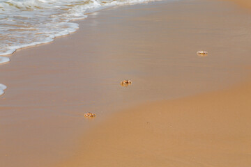Ghost crabs on the beach