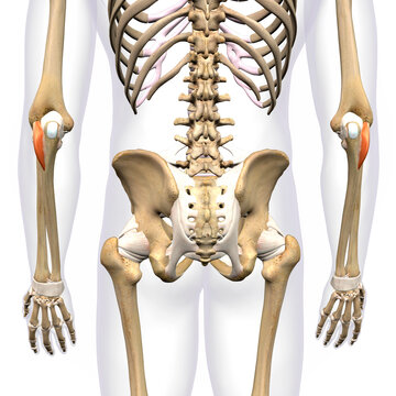Lower Arm Anconeus Muscles Isolated on Male Human Skeleton, 3D Rendering on White Background
