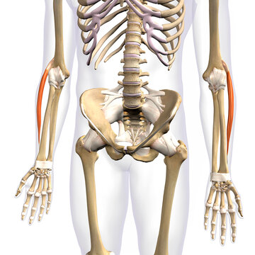 Lower Arm Extensor Carpi Radialis Longus Muscles Isolated on Male Human Skeleton, 3D Rendering on White Background