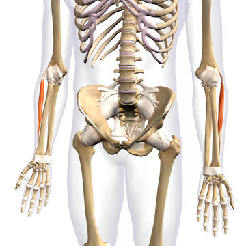 Lower Arm Extensor Carpi Radialis Brevis Muscles Isolated on Male Human Skeleton, 3D Rendering on White Background