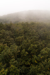 Fototapeta premium Morning Foggy Forest