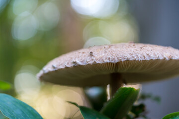 Parasol mushroom in an autumn forest