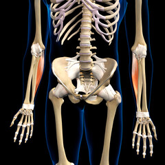 Flexor Carpi Ulnaris Lower Arm Muscle in Isolation on Male Human Skeleton, 3D Rendering on Black - obrazy, fototapety, plakaty
