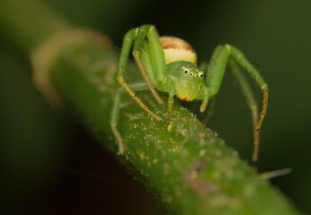 little green spider Diaea dorsata