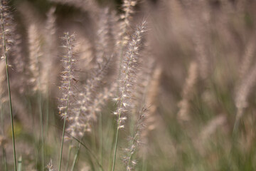 Fototapeta premium Campo