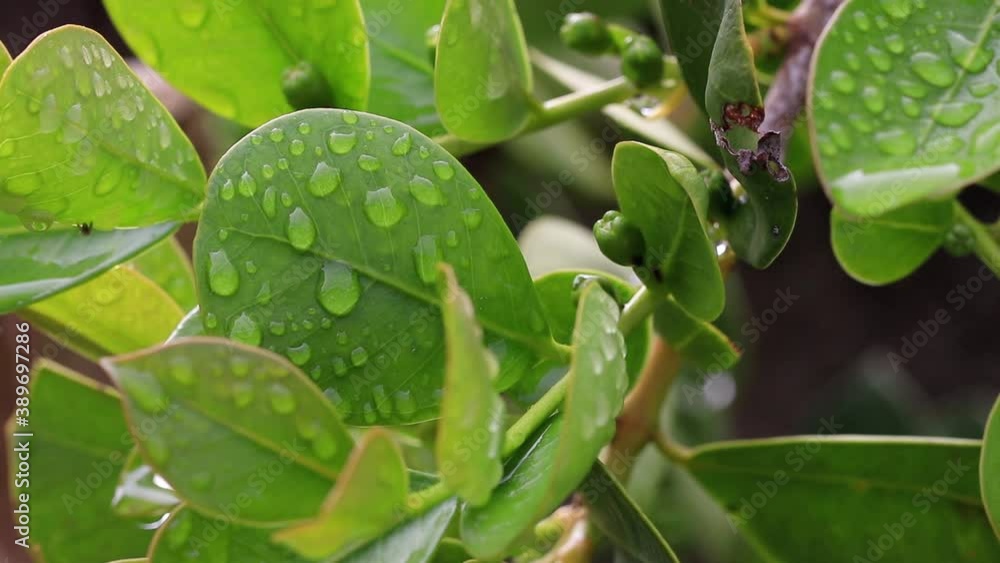 Wall mural Folhas verdes com gotas de água de chuva